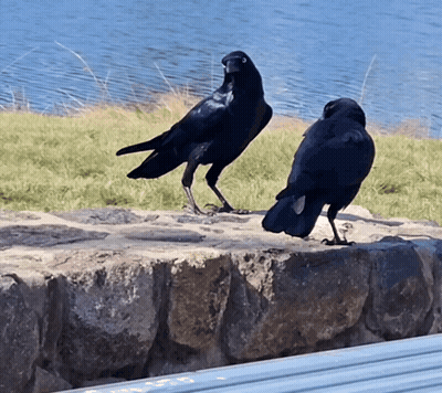 Two Black Birds Standing Next To Each Other On A Rock GIF