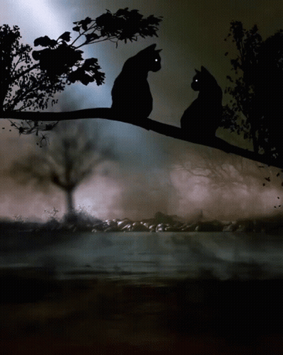 Two Black Cats Are Sitting On A Tree Branch GIF