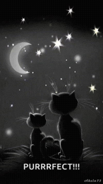 Two Black Cats Looking At Moon And Stars Saying Purrfect GIF