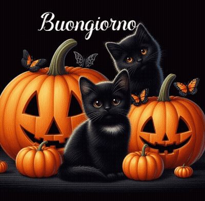 Two Black Cats Sitting Beside Halloween Pumpkins Buongiorno GIF