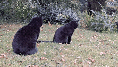 Two Black Cats Sitting In Grass Looking At Camera GIF