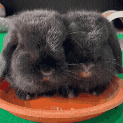 Two Black Rabbits Sitting On Brown Bowl GIF