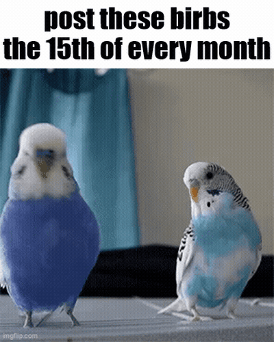 Two Blue And White Parakeets Are Standing Next To Each Other With The Caption " Post These Birbs The 15Th Of Every Month GIF
