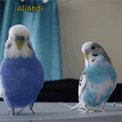 Two Blue And White Parakeets Are Standing Next To Each Other With The Name Aliabdi On The Bottom Right GIF