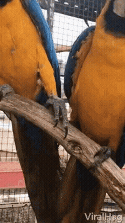 Two Blue And Yellow Parrots Are Perched On A Branch . GIF