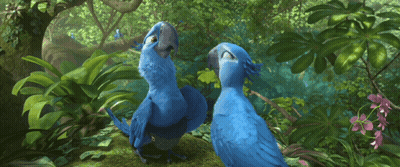 Two Blue Birds Standing In Forest GIF