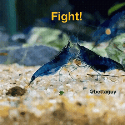 Two Blue Shrimp Fighting Fight GIF