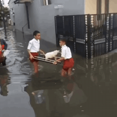 Two Boys Carrying White Dog In Sling Through Flooded Street GIF