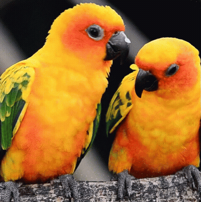 Two Brightly Colored Birds Are Sitting Next To Each Other GIF