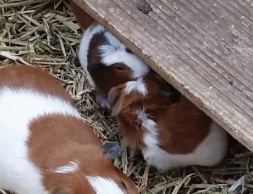 Two Brown And White Guinea Pigs Laying GIF