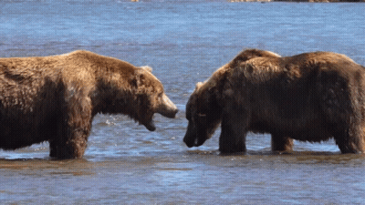 Two Brown Bears Standing In Water Looking At Each Other GIF