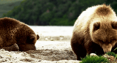 Two Brown Bears Walking On Rocky Beach GIF