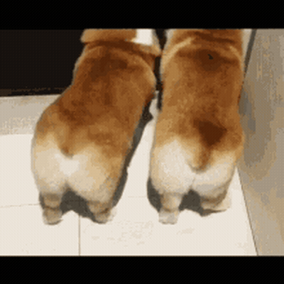 Two Brown Dogs Standing Together GIF