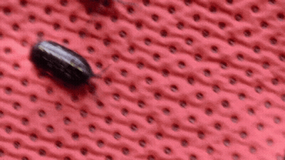Two Bugs Are Crawling On A Red Surface With Dots GIF
