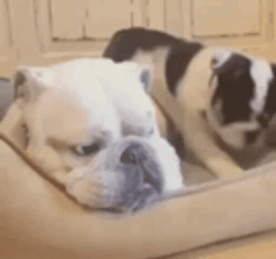 Two Bulldogs Laying In Bed GIF