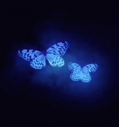Two Butterflies Are Flying In The Dark And One Is Blue GIF