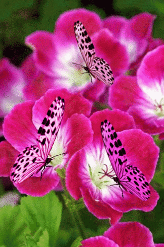 Two Butterflies Are Sitting On A Pink Flower With A White Center GIF
