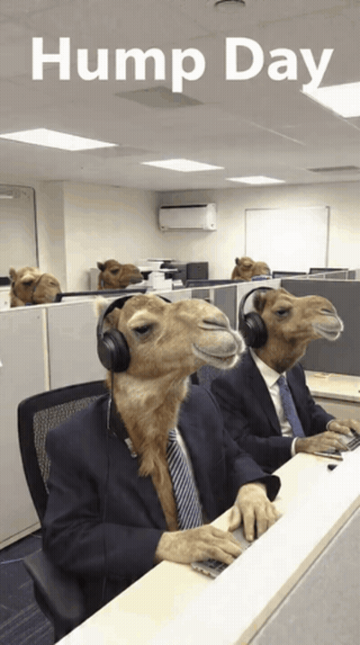 Two Camels In Suits And Headphones GIF
