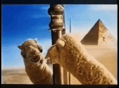 Two Camels Standing Next To Pyramid In Desert GIF