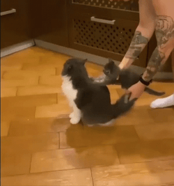 Two Cat Back Scratch GIF