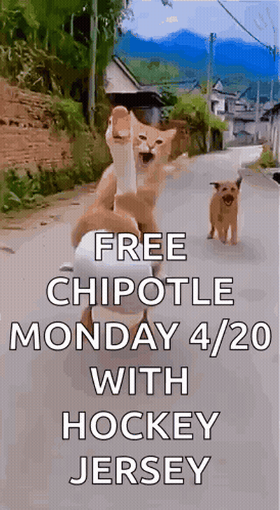 Two Cats And Dog Walking With Free Chipotle GIF
