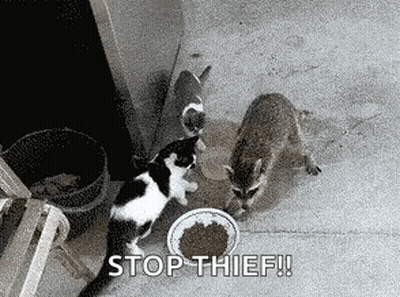 Two Cats And Raccoon Eating From Bowl Stop Thief GIF
