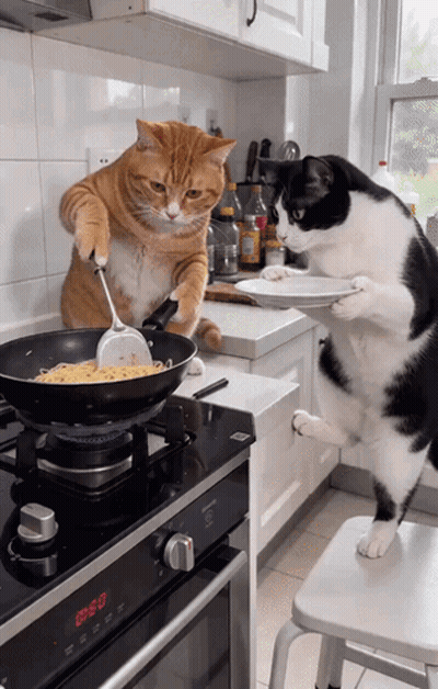 Two Cats Are Cooking On A Stove With A Digital Display That Says 0:00 GIF