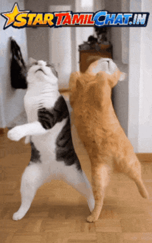 Two Cats Are Dancing In Front Of A Sign That Says Star Tamil Chat.in GIF