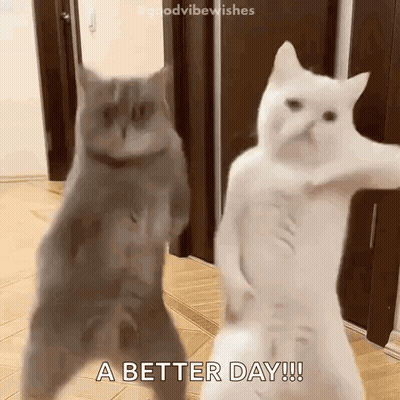 Two Cats Are Dancing Together In A Hallway . GIF