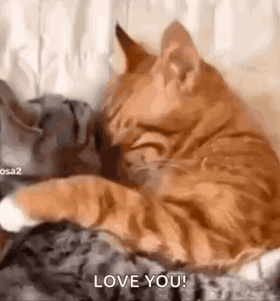 Two Cats Are Hugging Each Other On A Bed . GIF