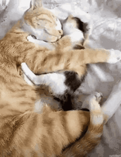 Two Cats Are Hugging Each Other On A Bed GIF