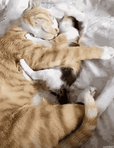 Two Cats Are Hugging Each Other On A Bed GIF