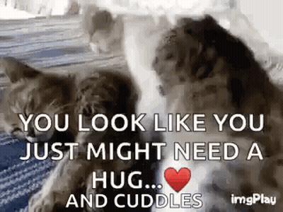 Two Cats Are Hugging Each Other On A Bed With A Heart In The Middle . GIF