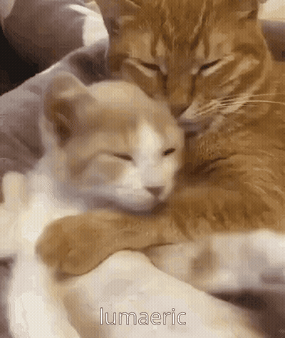 Two Cats Are Hugging Each Other On A Blanket On A Bed . GIF