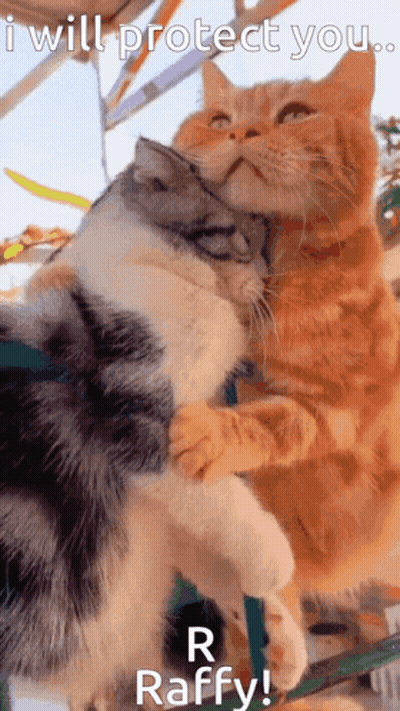 Two Cats Are Hugging Each Other With The Caption I Will Protect You R Raffy GIF
