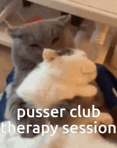 Two Cats Are Hugging Each Other With The Words Pusser Club Therapy Session Written On The Bottom GIF