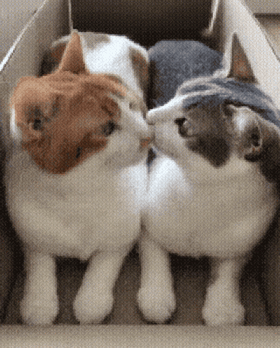 Two Cats Are Kissing Each Other In A Cardboard Box . GIF