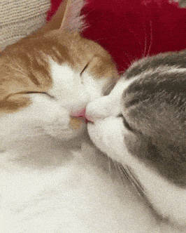 Two Cats Are Kissing Each Other While Sleeping GIF
