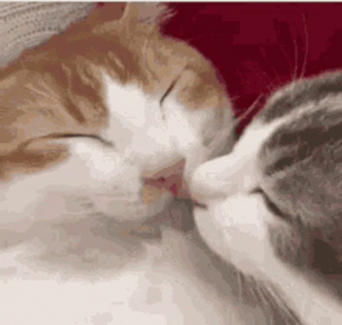 Two Cats Are Kissing Each Other While Sleeping On A Couch . GIF