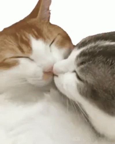 Two Cats Are Kissing Each Other While Sleeping On A White Surface . GIF