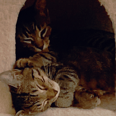 Two Cats Are Laying In A Cat House Looking Out GIF