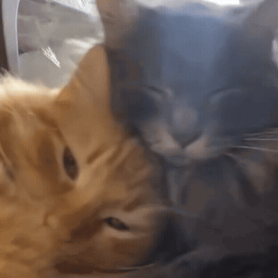 Two Cats Are Laying Next To Each Other And Looking At Each Other GIF