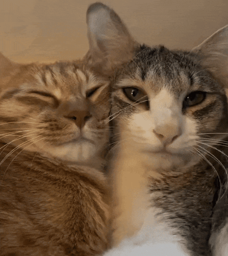 Cat Kiss GIFs