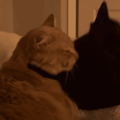 Two Cats Are Laying Next To Each Other And One Is Orange And The Other Is Black GIF