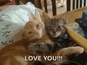 Two Cats Are Laying Next To Each Other On A Bed And One Of Them Is Saying `` I Love You '' . GIF