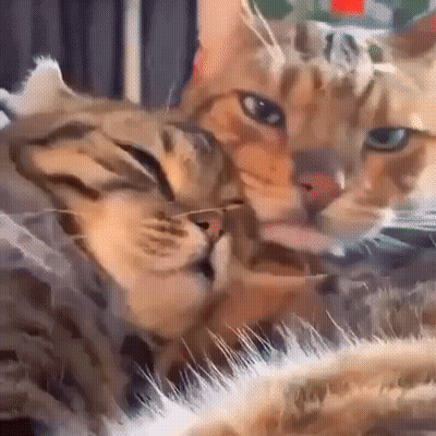 Two Cats Are Laying Next To Each Other On A Bed GIF