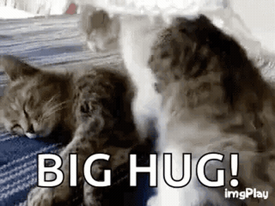 Two Cats Are Laying Next To Each Other On A Bed With The Words `` Big Hug '' . GIF