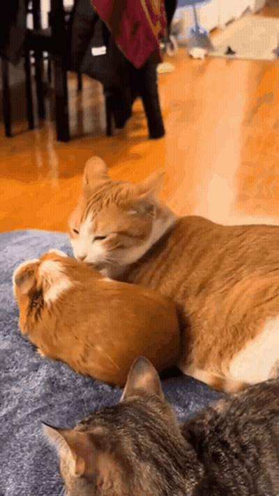 Two Cats Are Laying Next To Each Other On A Blanket On A Couch . GIF