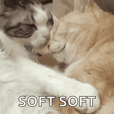 Two Cats Are Laying Next To Each Other On A Couch And Looking At Each Other . GIF