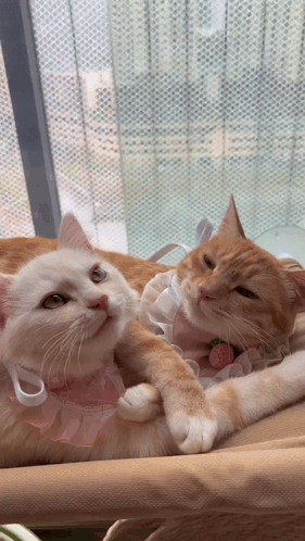 Two Cats Are Laying Next To Each Other One Wearing A Pink Collar With A Strawberry On It GIF